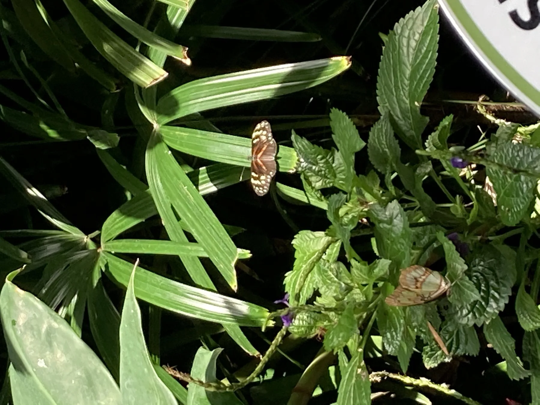 尼亞加拉公園蝴蝶溫室的蝴蝶和熱帶植物