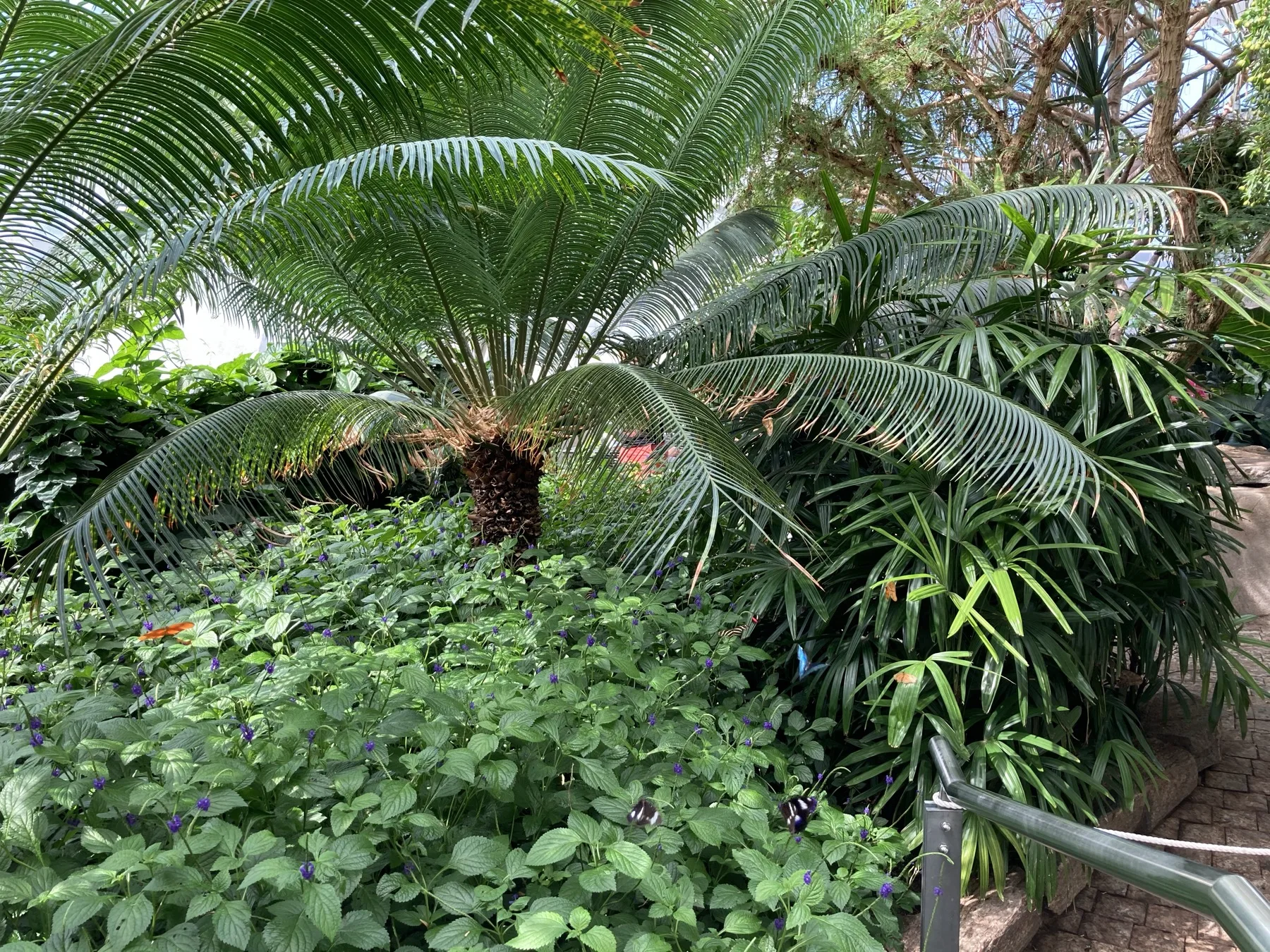 尼加拉瀑布蝴蝶溫室內的綠色植物