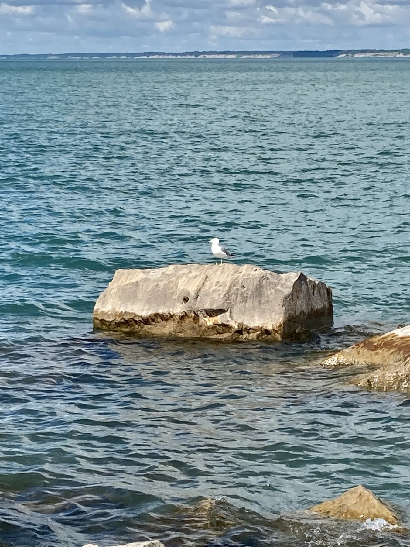 史丹利港伊利湖岩石上的海鷗