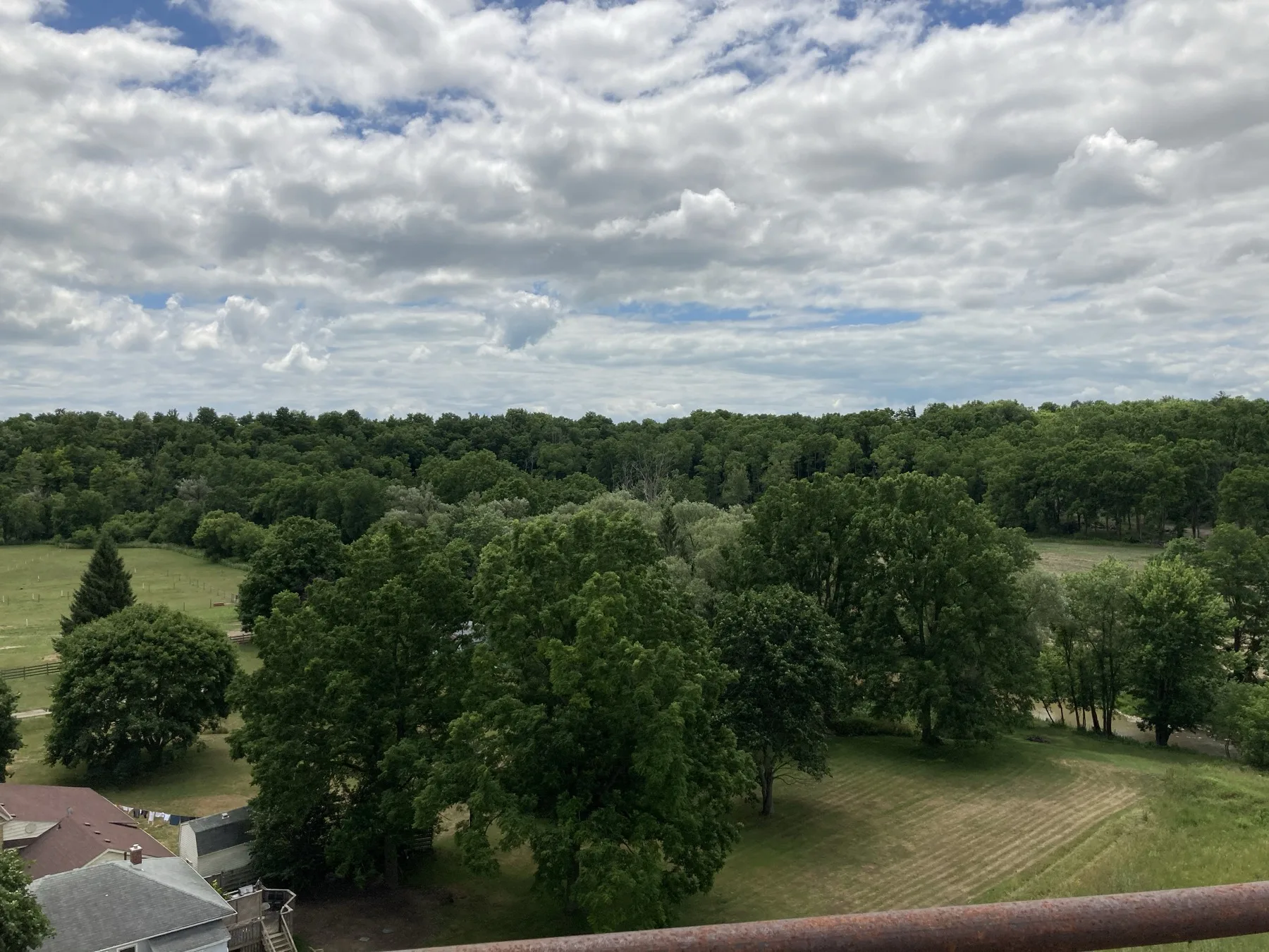 從聖托馬斯高架公園看到的樹冠景觀